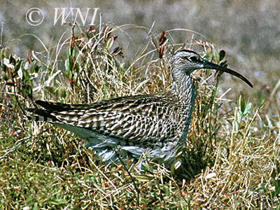 Whimbrel (Numenius phaeopus)